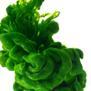 Paint in Water Live Wallpaper