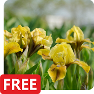 Iris Flowers Live Wallpaper