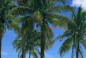 Beach Palms 3D Live Wallpaper screenshot 3