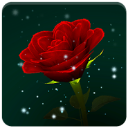 Enchanted Rose