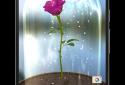 Enchanted Rose screenshot 2