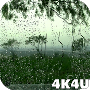 4K Rain Video Wallpaper