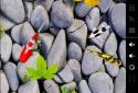 Koi Free 3D Live Wallpaper screenshot 5