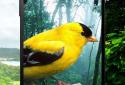 3D birds parallax live wallpaper screenshot 6