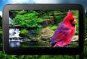 3D birds parallax live wallpaper screenshot 8