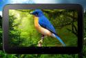 3D birds parallax live wallpaper screenshot 9