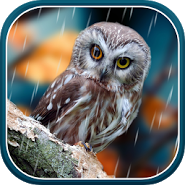 Autumn Live Wallpaper