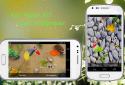 Koi Pond Pro Live Wallpaper screenshot 5