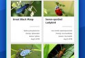 Insect Identifier screenshot 3