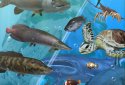 Fishing Season : River To Ocean screenshot 5
