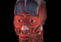 Muscular System 3D (anatomy) screenshot 1