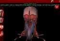Muscular System 3D (anatomy) screenshot 10