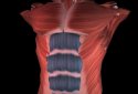 Muscular System 3D (anatomy) screenshot 2