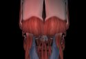 Muscular System 3D (anatomy) screenshot 6