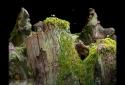 Samorost 1 screenshot 3