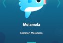 Get Bigger! Mola screenshot 2