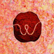 Wooly icon