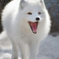 Ценный Пушной Зверь