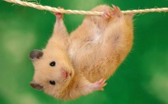 hamster978