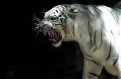 747gangster747@mail.ru