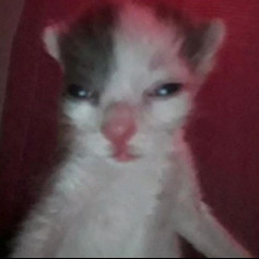 Tiomen