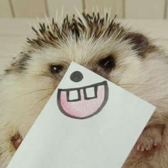 romanpetrov037@gmail.com