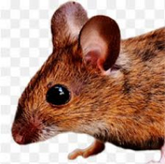 Мышич (не Aргон)