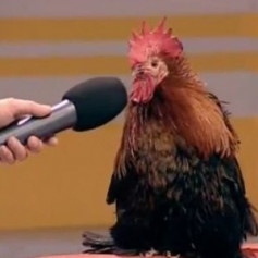 CUberCock
