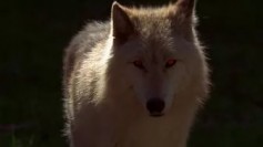 nikitapodvorchan2001