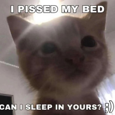meowmeowmeow