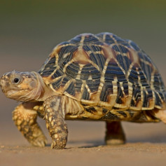 Зубная пaста