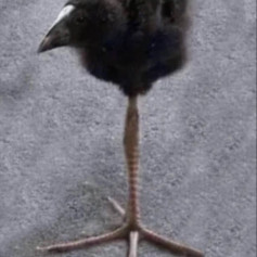 Лос пингвинос мэ лаван а маскар