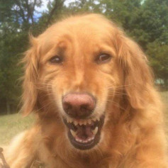 Увл@}|{нитель кисок