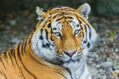 Night_Tiger
