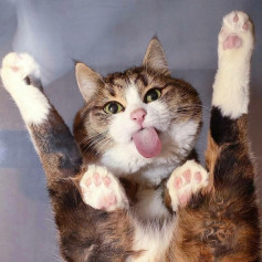 Мартовский Кот