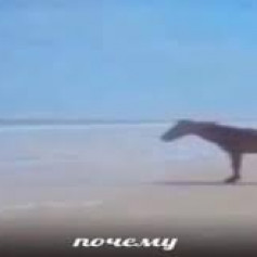 жожофак