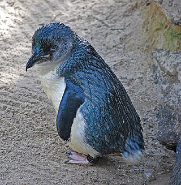 little-blue-penguin-eudyptula-minor-adelaide-zoo.jpg