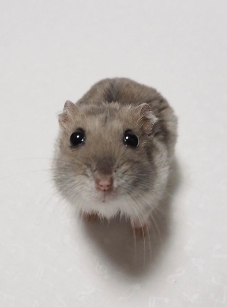 sad-hamster-01.iekmmx9z16of..jpg