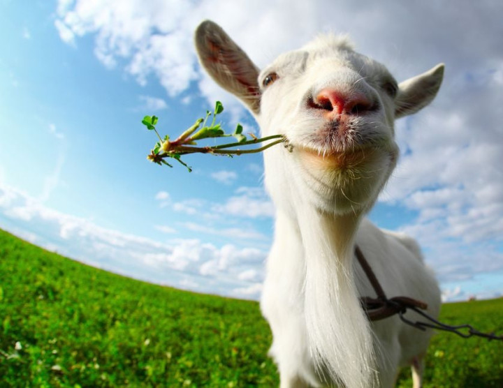 original-goat-simulator-photo-v0-s04irx5257hb1.jpg